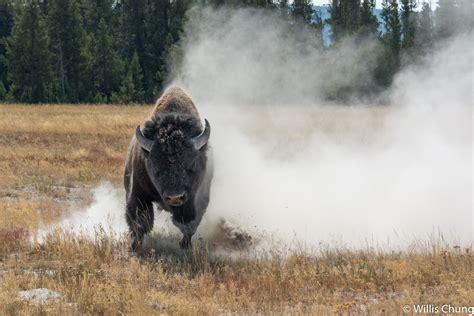 Photographer Charged by Bison in Yellowstone and Lives to Tell the Story