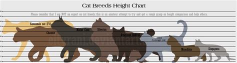 Guide to Cat Breed Heights! by elTyranda on DeviantArt