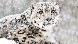 BBC One - Snow Animals - Stunning survivors: the secret skills of snow animals