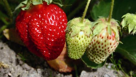 Varieties of Strawberry Plants | Garden Guides