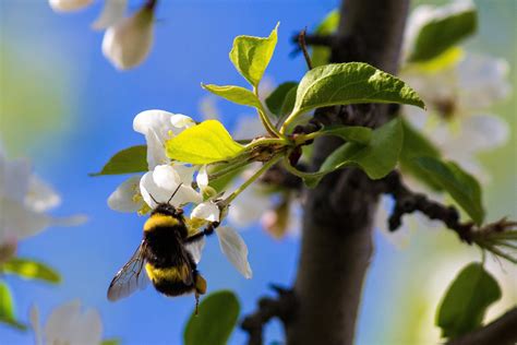 Bumblebees : Parks Community UK