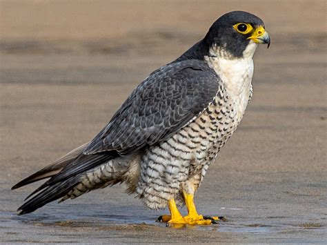 Peregrine Falcon - eBird