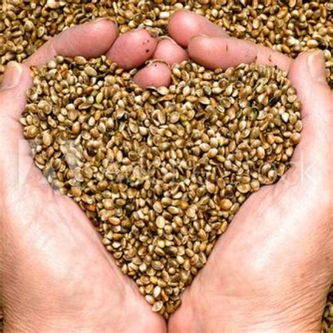 What are hemp hearts? Composition, Nutrition, and Benefits - Cannabis Digest