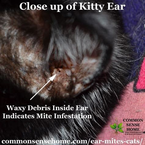 An easy, non-toxic home remedy for ear mites in cats, plus answers to common cat ear mite ...