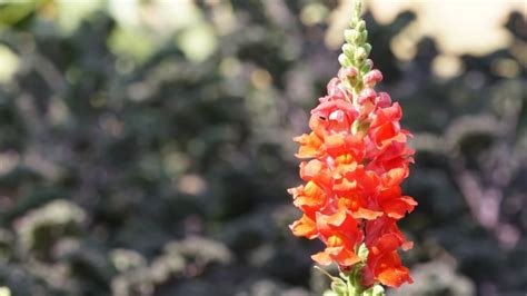 35 Beautiful Snapdragon Varieties for Your Garden