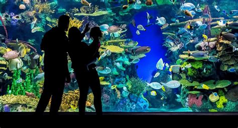 How to Have the Best Experience at Ripley's Aquarium - Epic Experiences