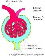 What is malpighian body? | Biology Questions