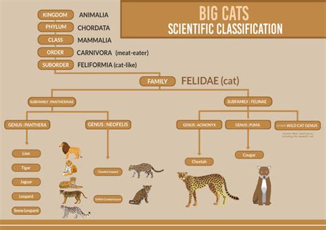 Big Cats Biological Classification | Taxonomy | Big cats, Cats, Animal classification