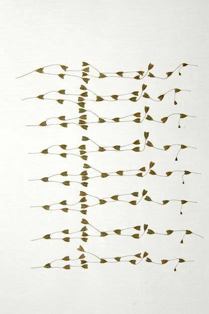 marian bijlenga written weed, 2004 | words, lines... | Pinterest | Collage, Land art and Sketchbooks
