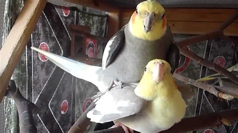 About Cockatiels Mating - YouTube