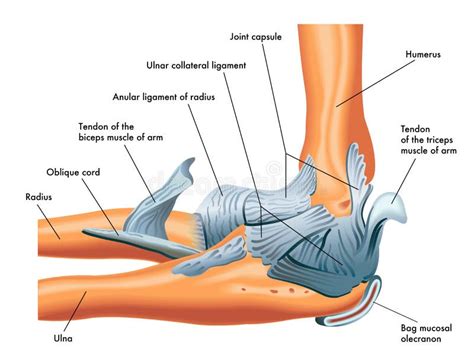 Elbow Tendons Anatomy