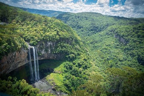 Premium Photo | A shot of an atlantic forest with a waterfall and blue background