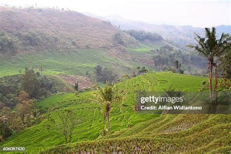 103 Terracing Farming Stock Photos, High-Res Pictures, and Images ...