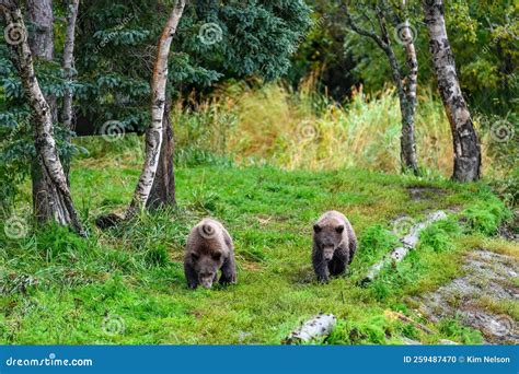 Cute Little Brown Bear Cubs with Natal Collars Playing in Grass on the Side of the Brooks River ...