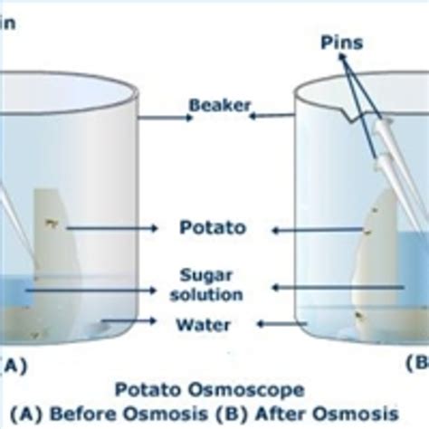 Determination of turgor pressure and study of the process of osmosis | HubPages