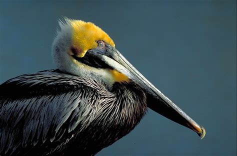 Free picture: side, brown, pelican, bird