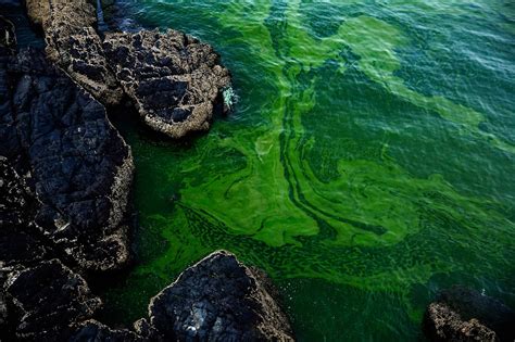 Proliferação de algas forma manchas verdes gigantes no Mar Arábico ...