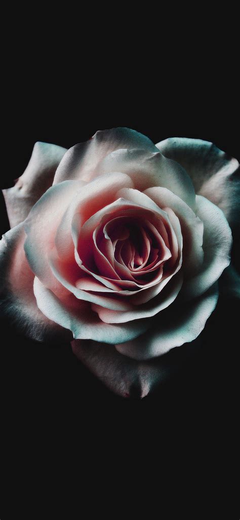 Black Rose iPhone Wallpapers - Top Free Black Rose iPhone Backgrounds ...