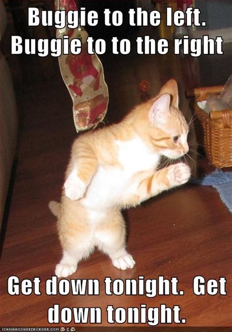 Disco or go home - Lolcats - lol | cat memes | funny cats | funny cat ...