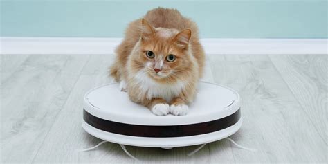 Best Roomba For Pet Hair: Unbiased Review - Cats.com