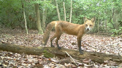 Fox or coyote? Bobcat? Bear? What’s in your backyard and why | Charlotte Observer