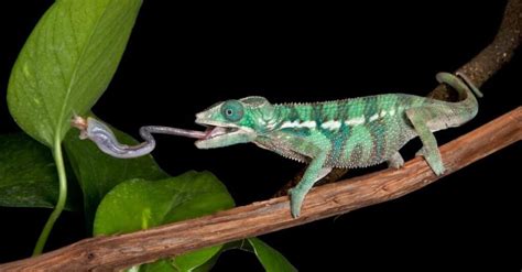 10 Best Lizards to Keep as Pets