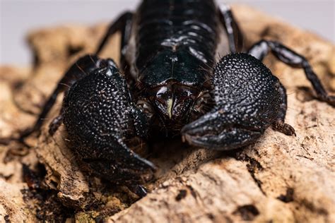 Emperor Scorpion - BCA Zoo