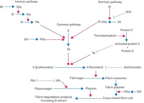 Coagulation and fibrinolysis pathway | Medical, Med tech, Make it simple