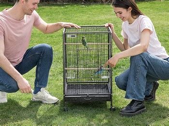 Best 6 Green Cheek Conure Cages That Come In Optimal Size