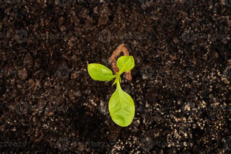 pistachio germination, top view of a young green plant close-up 10140919 Stock Photo at Vecteezy