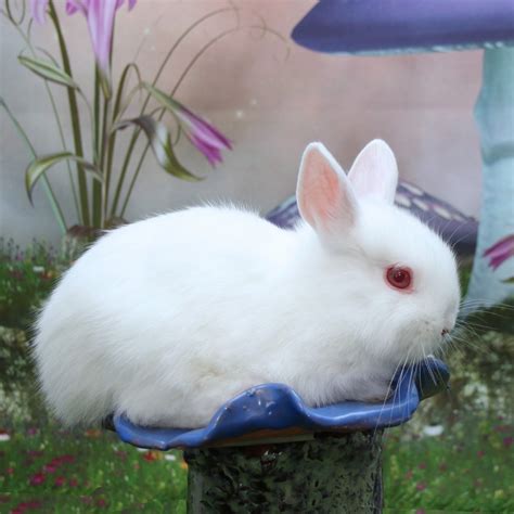 Netherland Dwarf rabbit Rabbits For Sale | Natick, MA #273057