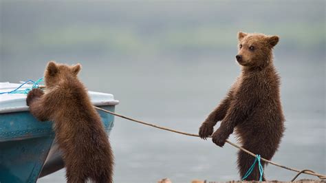 Bear cubs playing by a lake (© Sergey Ivanov/Getty) – 2019-04-01 [http://*.esvpnapp.com/search?q ...