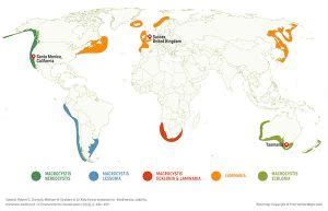 Kelp, Trophic Cascades, and Climate | naked capitalism