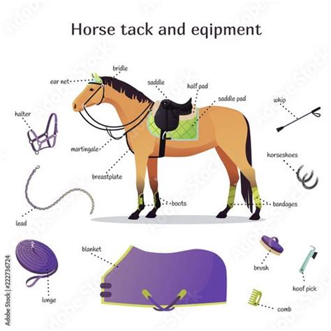 Vector collection with various elements of horse tack and equipment. Horse riding, training and ...