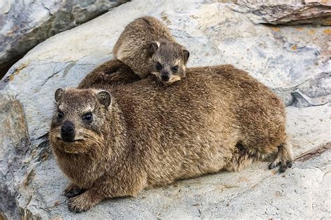 Hyrax Facts: Animals of Africa - WorldAtlas