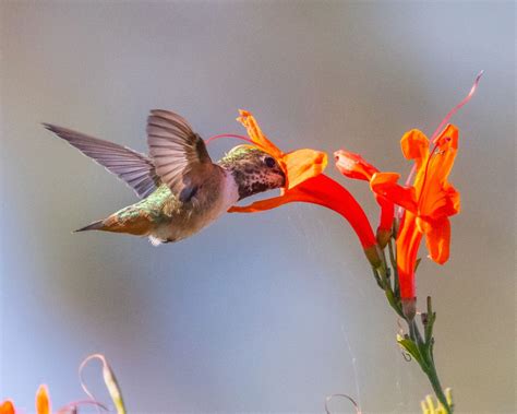 Hummingbird Hovering | Smithsonian Photo Contest | Smithsonian Magazine