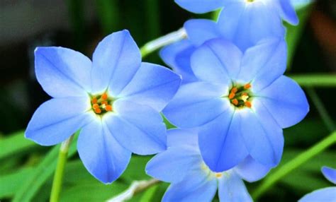 25 Beautiful Blue Flowers For Your Garden