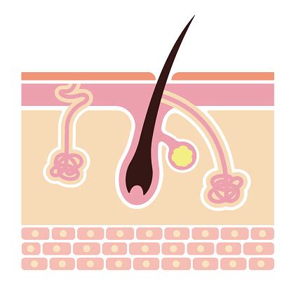 Section Of The Skin And Sweat Glands Stock Illustration - Download ...