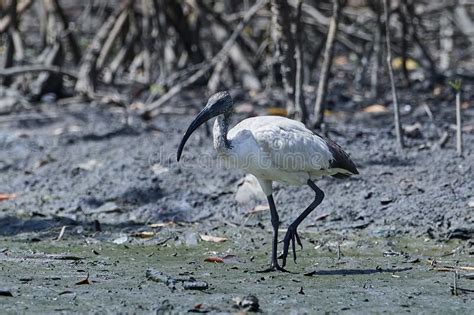 African Sacred Ibis Threskiornis Aethiopicus Stock Image - Image of africa, wild: 199637023