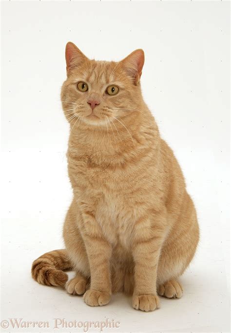 Ginger British shorthair cat photo WP38729