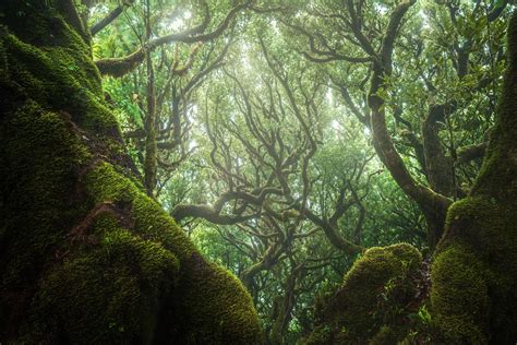 25 Photos of Madeira's Dreamy Fanal Forest by Albert Dros