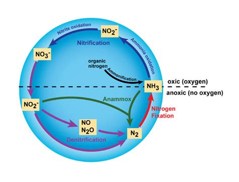 The Nitrogen Cycle: Processes, Players, and Human Impact | Learn Science at Scitable