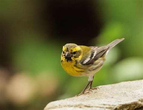 Townsend's Warbler, female photo - Tom Grey photos at pbase.com