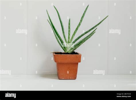 Aloe vera plants in bathroom. Background with free space Stock Photo - Alamy