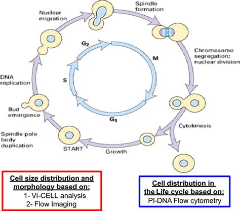 Diagram Of Saccharomyces Cerevisiae Mitotic Life Cycle And Its ...