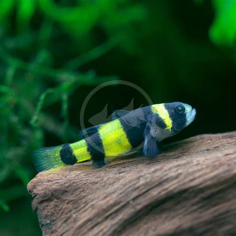 BRACKISH - GOBY BUMBLEBEE Brachygobius xanthozonus - Aquatics Unlimited