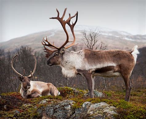 1X - Rangifer tarandus x 2 by Tommy Hågensen Wildlife Photography ...