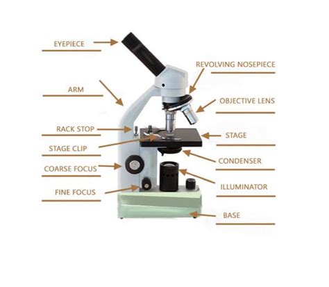 Compound Light Microscope Parts Labeled | Shelly Lighting