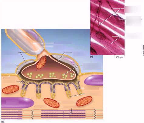 Innervation of Skeletal Muscle Diagram | Quizlet