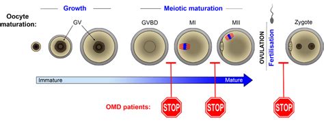 Oocyte maturation and arrest in OMD patients The stages of oocyte... | Download Scientific Diagram